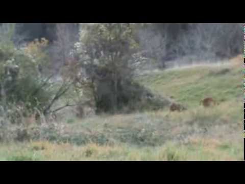 Caccia alla Lepre con segugi italiani