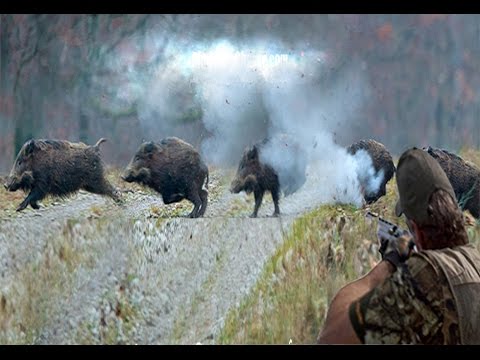 Caccia al cinghiale: i 10 tiri più belli del web..