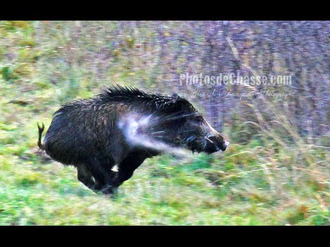 Caccia al cinghiale. 6 cinghiali in rapida sequenza. Top Shots Wild Boar