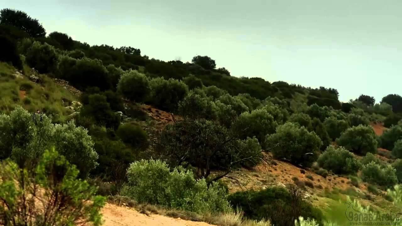 Caccia alla pernice rossa.. Voli, frulli e prelievi last minute..