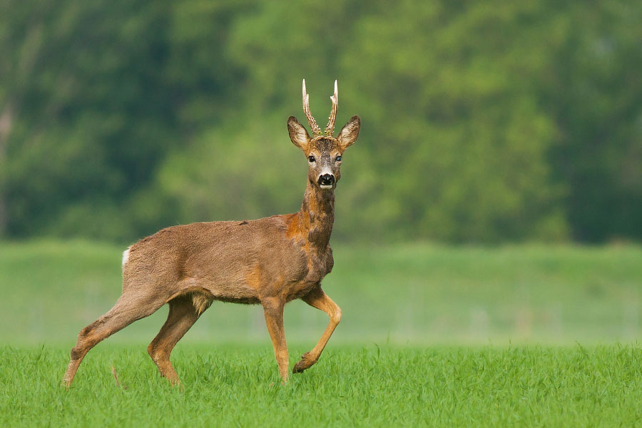 Chevreuil - Capreolus Capreolus