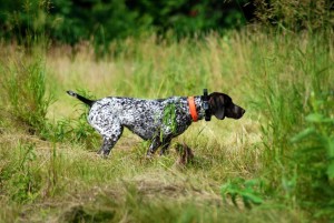 Cane da utilità venatoria