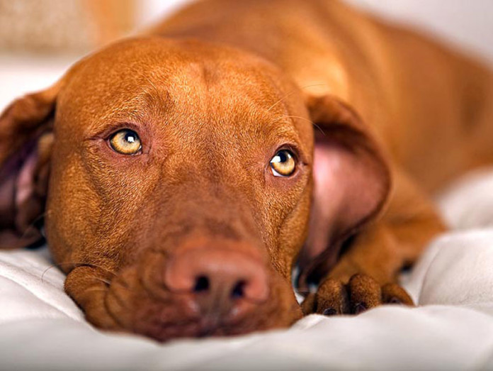 Malattia dei cani da caccia, la filariosi: sintomi e rimedi – Caccia Passione