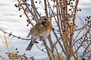 Cesena - Turdus Pilaris