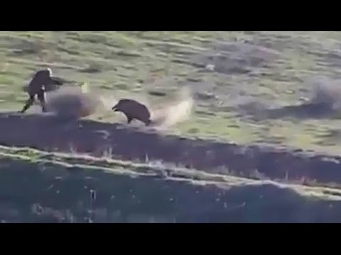 Caccia al cinghiale immortale