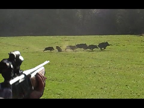 Caccia al cinghiale in Francia