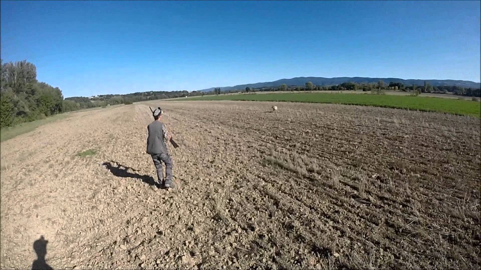 Cani da Caccia: a caccia con Espagneul Breton