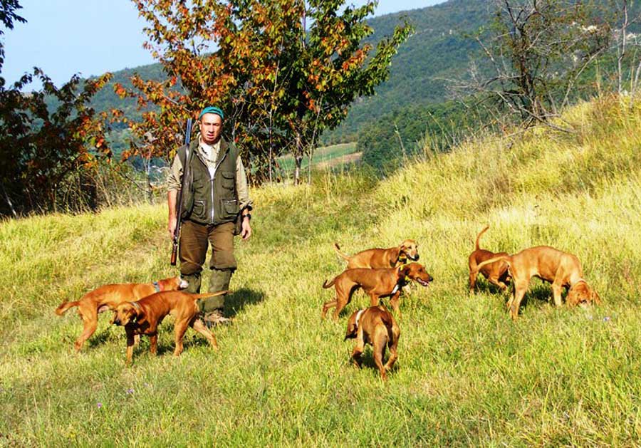 muta segugi italiano Muta cani da caccia razza segugio italiano