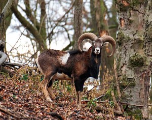 Lombardia