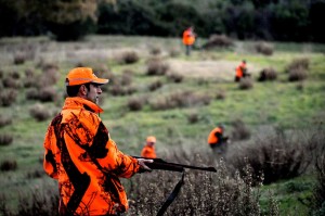 Caccia al cinghiale in forma collettiva