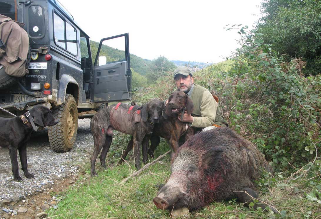 caccia al cinghiale Segugio su cinghiale durante battuta di caccia