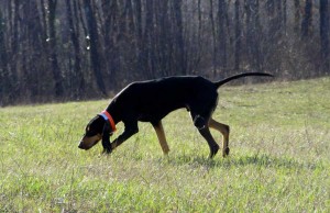 Raduno Nazionale per Cani da Seguita