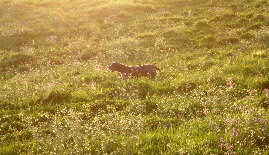 spinone italiano Caccia alla beccaccia con lo spinone italiano