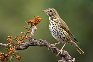 Tordo bottaccio - Turdus philomelos