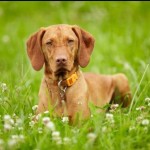 Cane da caccia razza vizla o bracco ungherese