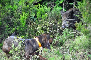 Cani da seguita su cinghiale