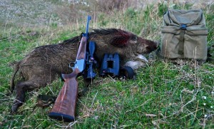 Caccia al cinghiale in Abruzzo