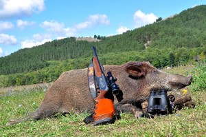 Caccia al cinghiale in girata