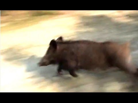 Caccia al Cinghiale…arriva il branco