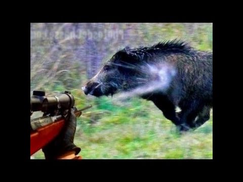 I 10 tiri di caccia al cinghiale più emozionanti del web..