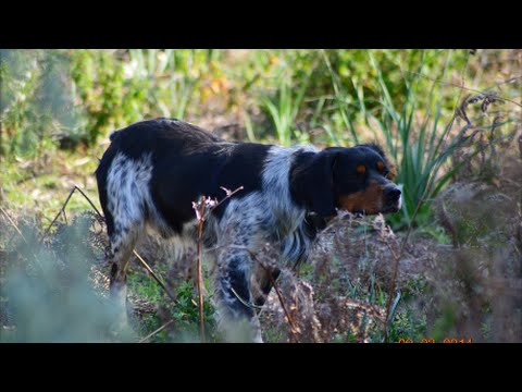 Caccia alla quaglia con Espagneul Breton