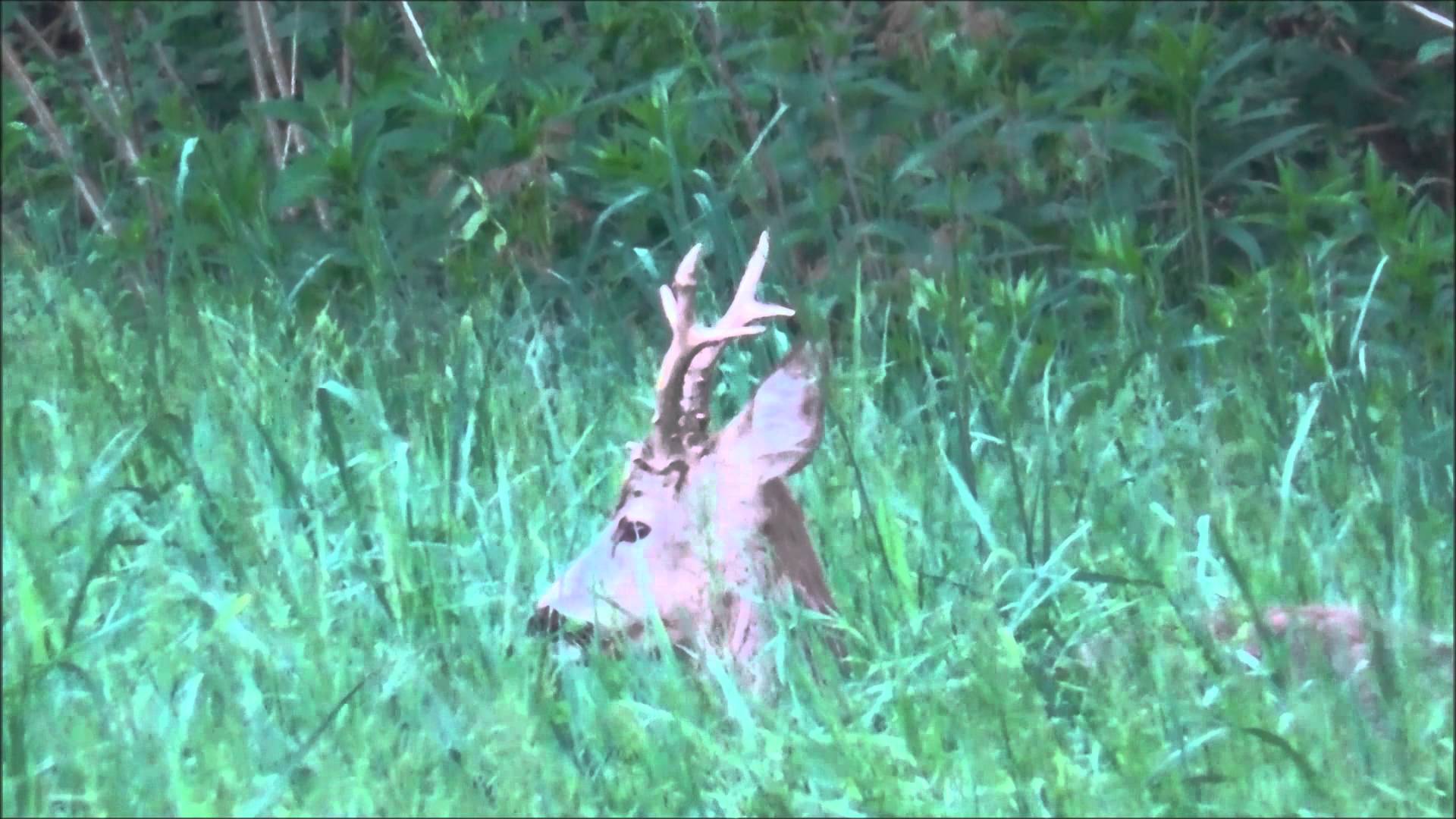Diventa Uno di Noi: “Giocando a nascondino con un capriolo maschio discreto” di Nando Bocchio