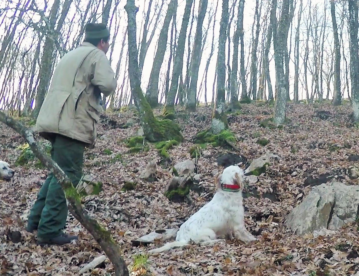 Caccia alla beccaccia 2016