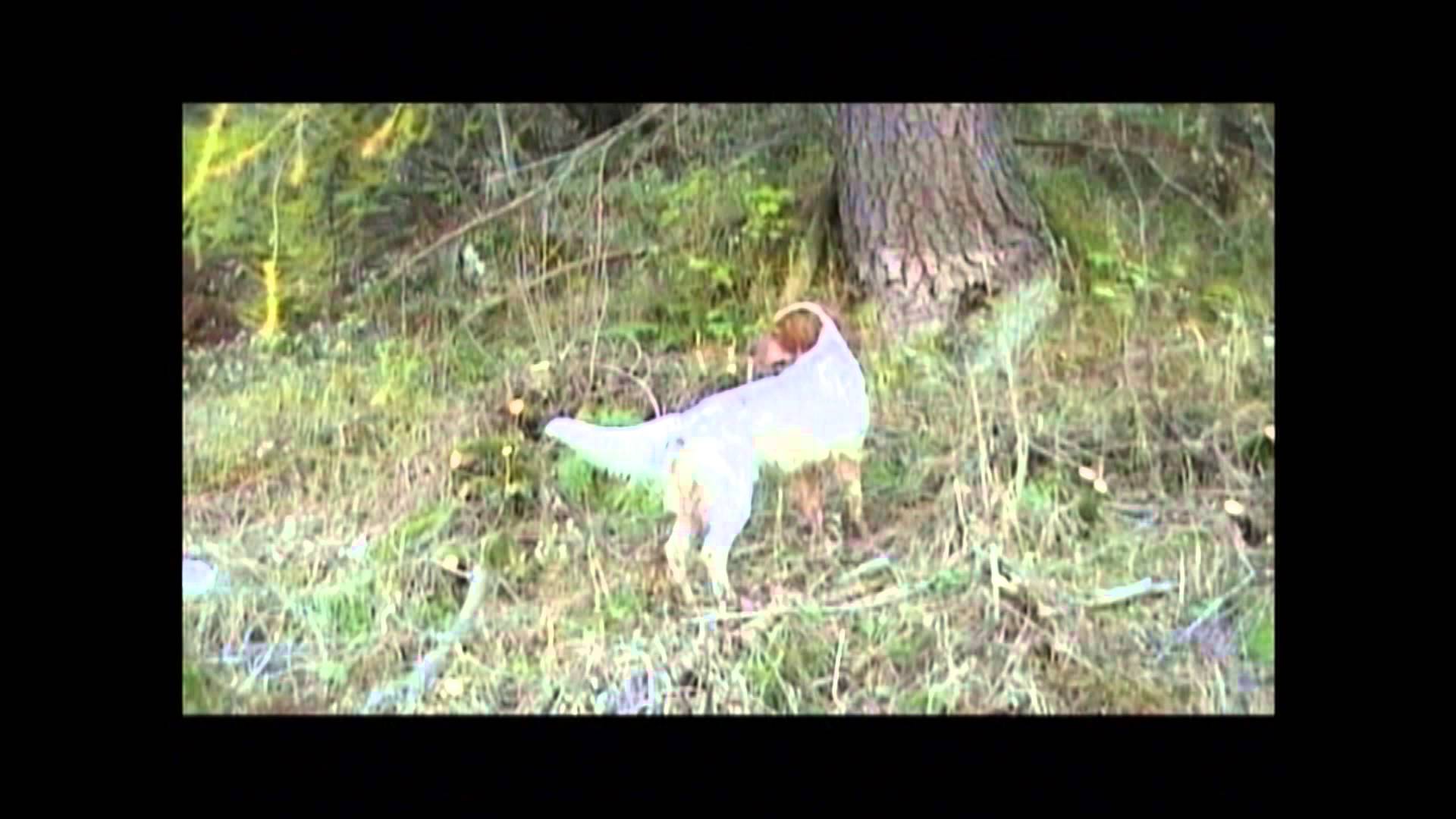 Diventa uno di noi: “I fiori dell’alpe” di Mario Meroni