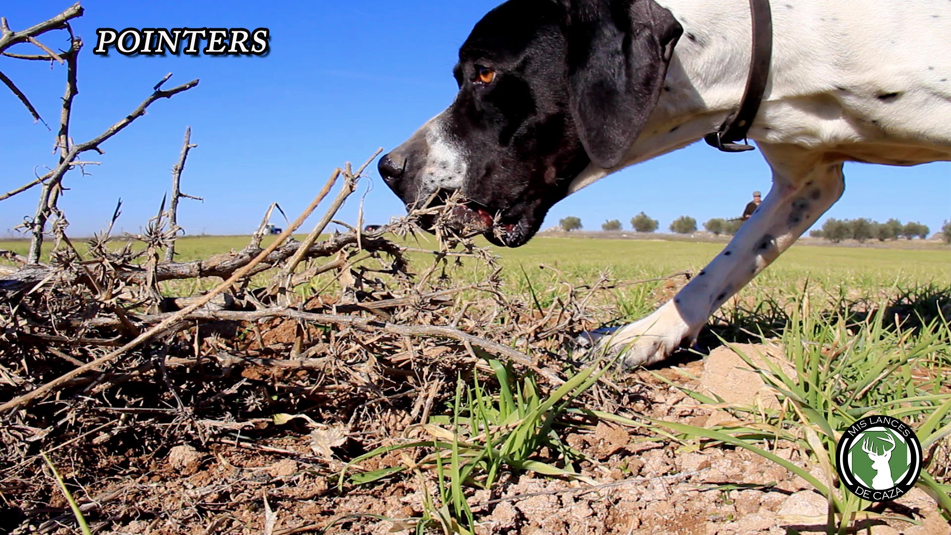 Cani da Caccia: il Pointer