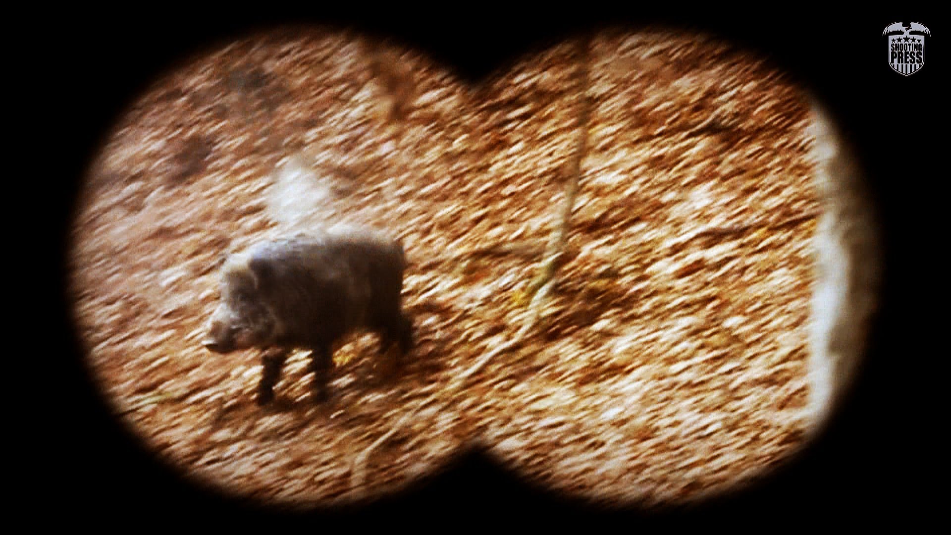 Caccia al cinghiale in Slovacchia – Wild boar hunting in Slovakia