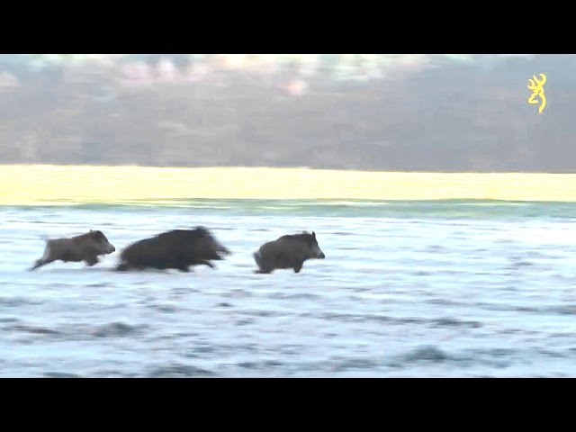 Caccia al Cinghiale…ma passa di tutto…