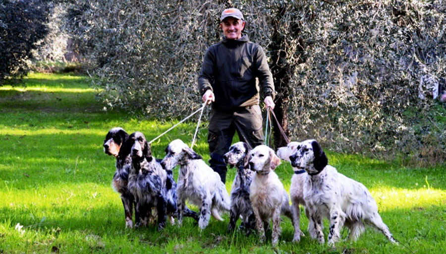 andrea mariani setter inglesi caccia tv sky andrea mariani setter inglese caccia tv ski