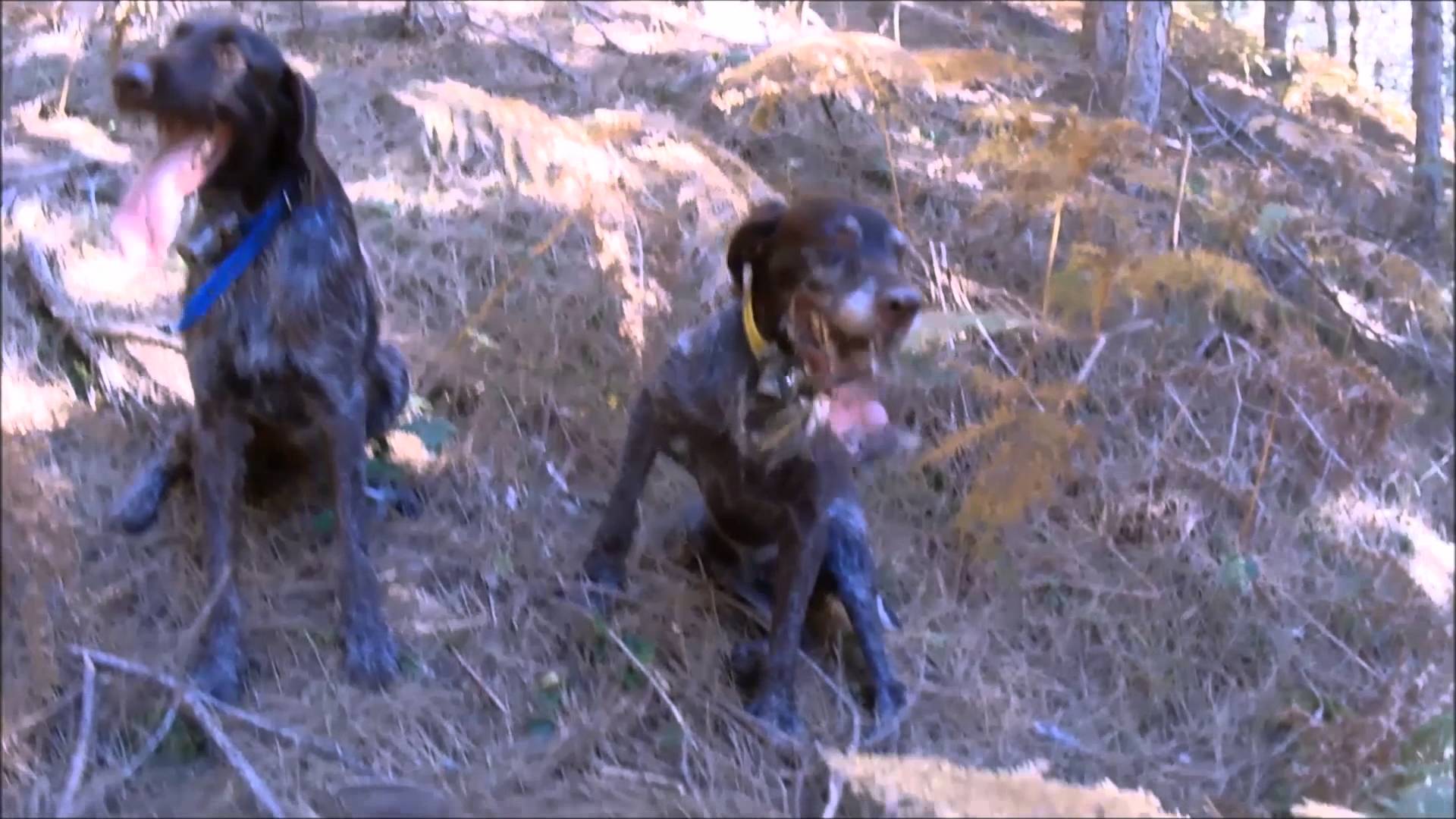 Diventa Uno di Noi: video di Francesco Tornello dal titolo “Drahthaar e Beccacce”