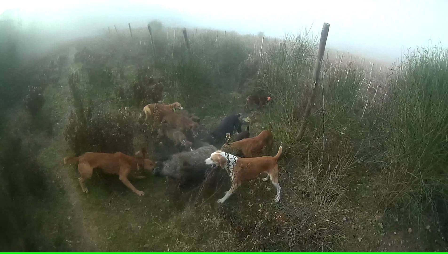 Caccia cinghiale nel Senese 2015/2016