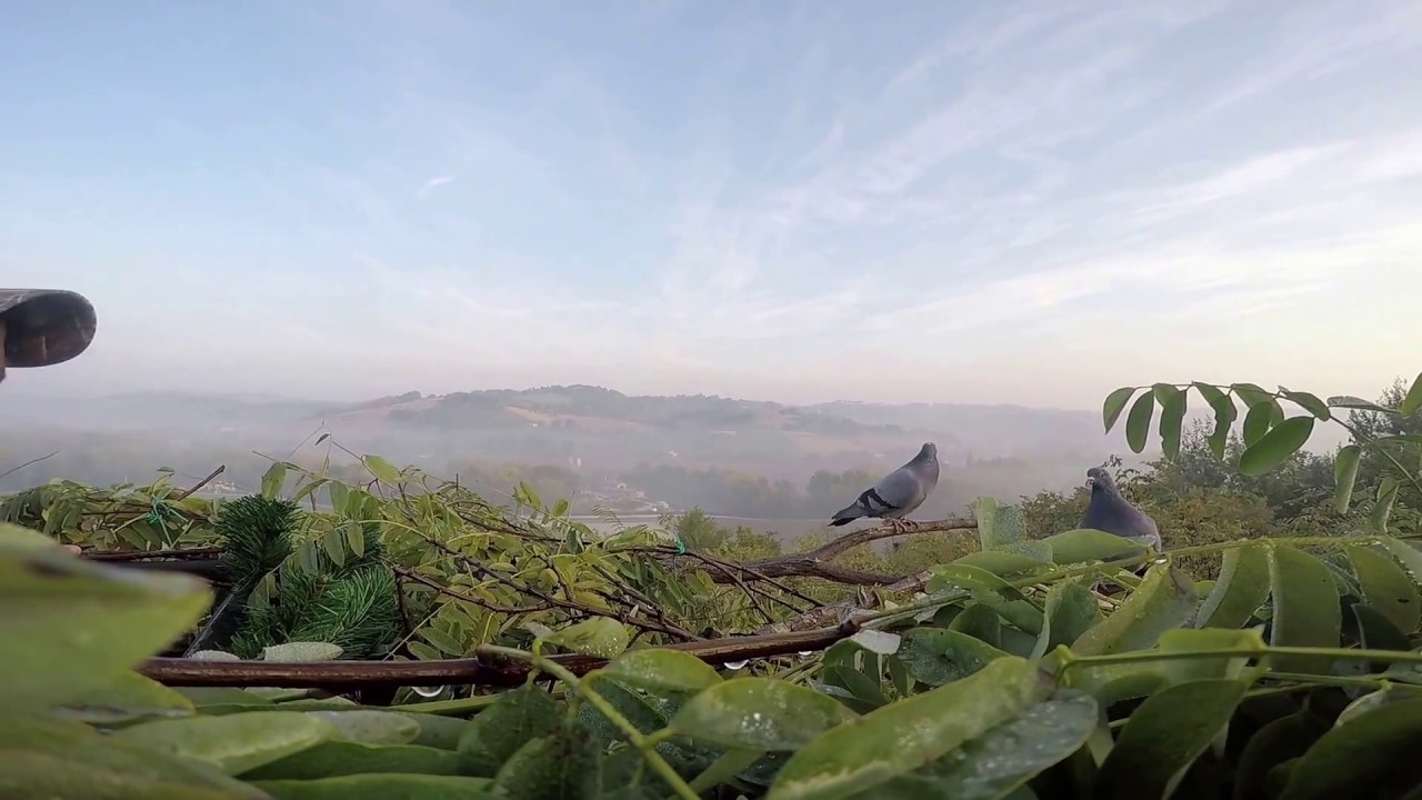 Diventa Uno di Noi: video di Andrea Arceci dal titolo “Gli occhi del colombaccio”