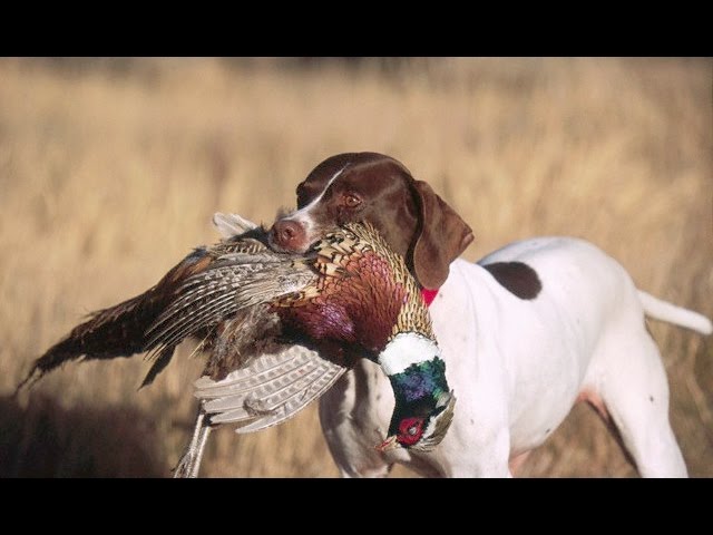 Caccia al Fagiano in Umbria