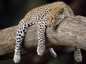Caccia al leopardo