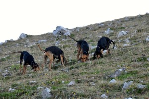 segugio italiano caccia alla lepre