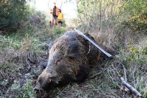 Caccia al cinghiale da postazione fissa