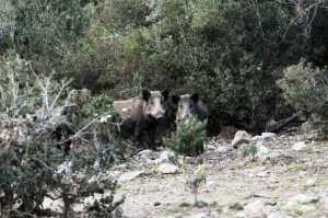 Ultrasuoni per cinghiali e caprioli