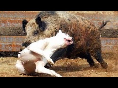 Caccia al Cinghiale in Aspromonte