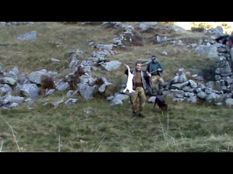 Caccia alla lepre in montagna