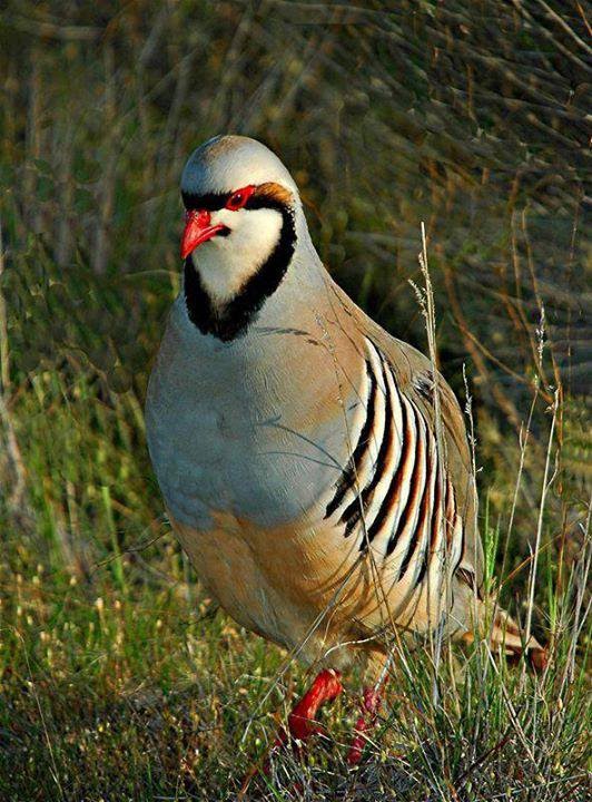 Caccia alla Pernice in Turchia, senza cane da ferma