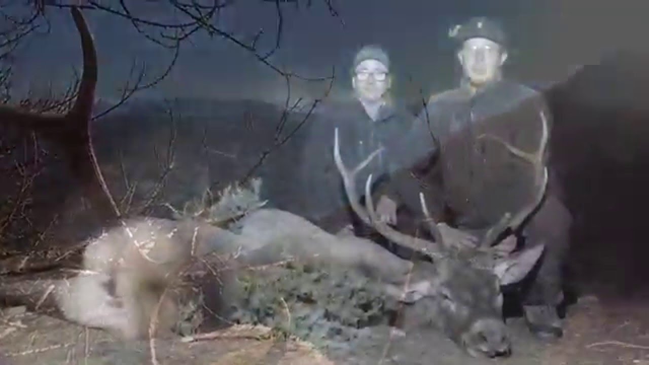 Caccia al Cervo maschio in Alta Valle Susa