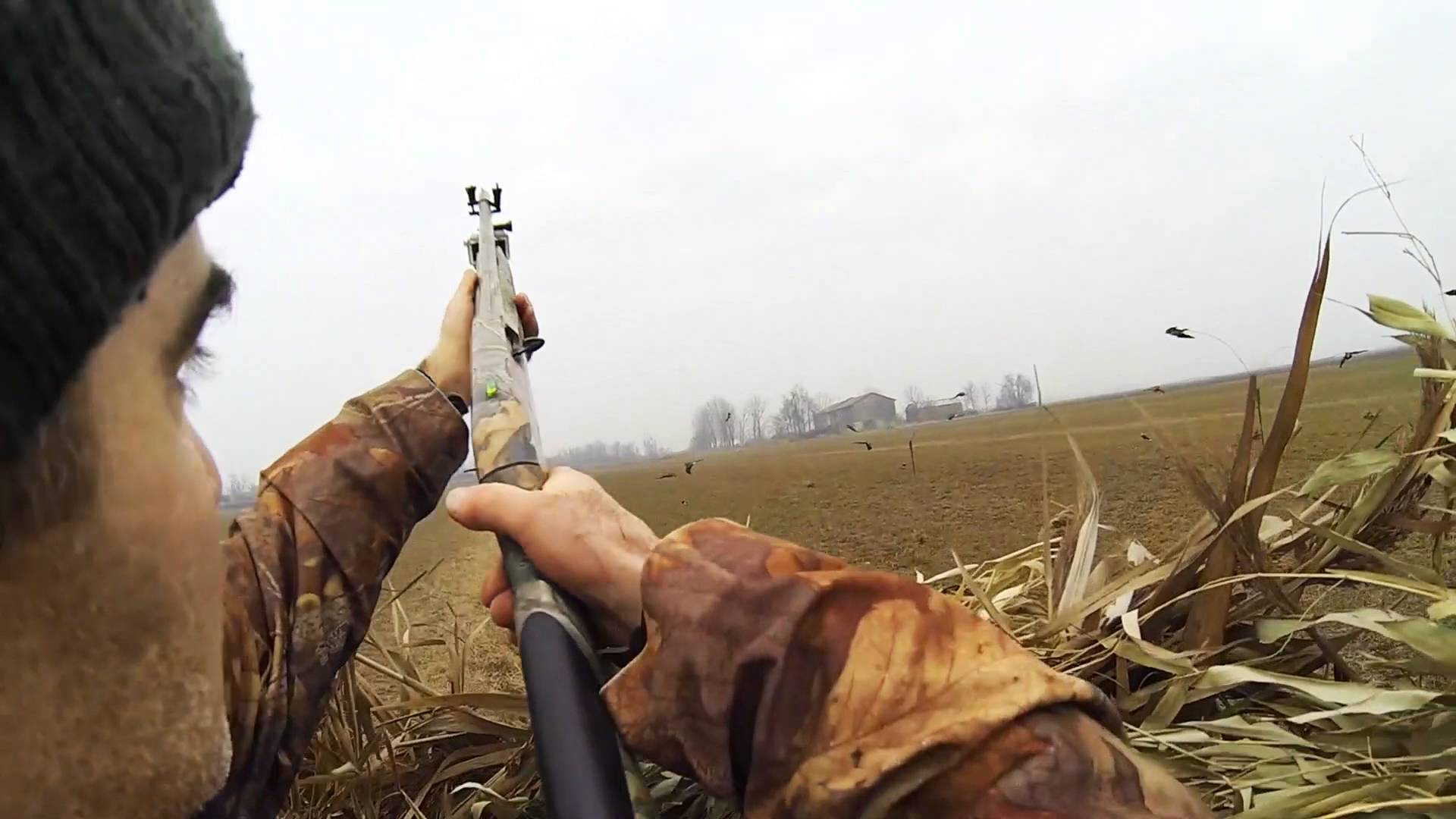 Caccia alla Pavoncella nel bolognese