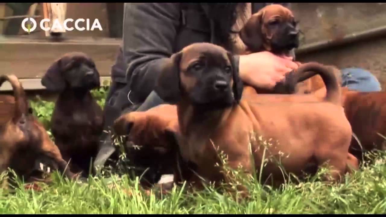 Caccia e Cani: l’addestramento del cane da traccia