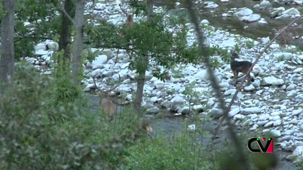 Cani da caccia: Conduttori e Cani da Traccia