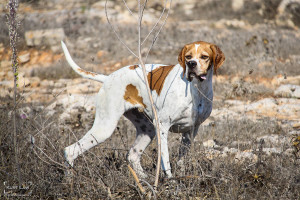 Preparazione del cane alle prove cinofile