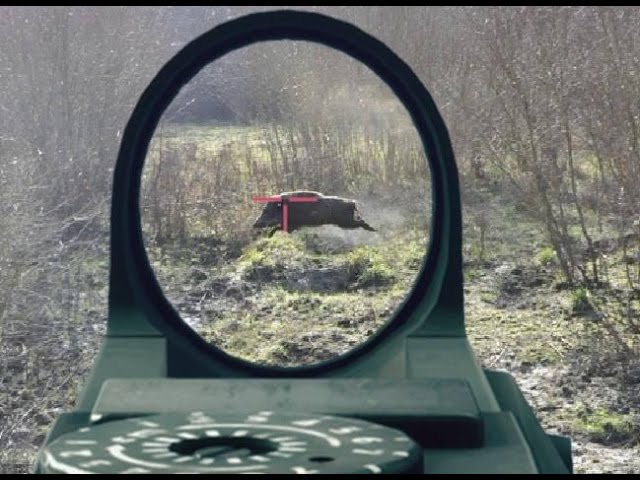 Caccia al cinghiale, “La braccata di Morrona”