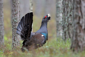 Gallo cedrone e francolino